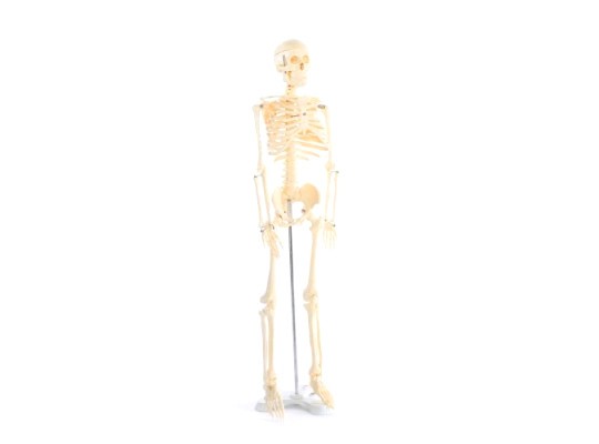 Model lidské kostry-v85cm
